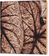 Caladium Leaves Curves And Lines Wood Print
