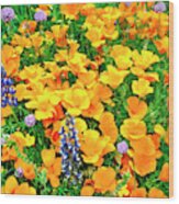 California Poppies And Betham Lupines Southern California Wood Print