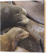 California Sea Lions Sleep In Huddled Piles Wood Print