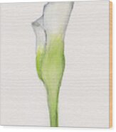 Calla Lily Wood Print