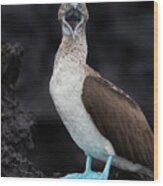 Calling Blue Footed Booby Wood Print