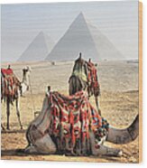 Camel And Pyramids, Caro, Egypt Wood Print