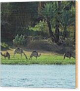 Camels On The Nile Wood Print