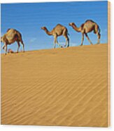 Camels Walking On Sand Dunes Wood Print