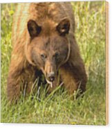 Canadian Black Bear On The Prowl Wood Print