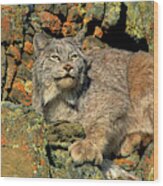 Canadian Lynx On Lichen-covered Cliff Endangered Species Wood Print