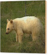 Canadian Rockies White Black Bear Cub Wood Print