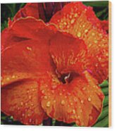 Canna Lily Closeup Wood Print