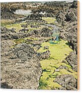 Cape Perpetua Tidal Pool #2 - Oregon Wood Print