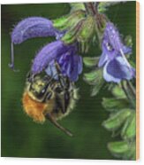 Carder Bee On Salvia Sp. Flower Wood Print