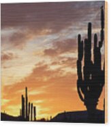 Cardon Cactus, Baja California, Mexico Wood Print