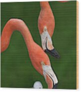 Caribbean Flamingo Family Wood Print