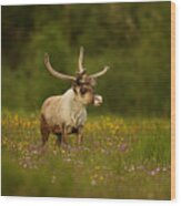 Caribou In Grass Land Wood Print