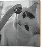 Cat Drinking Water From Faucet Wood Print