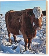 Cattle In Snow Field Wood Print