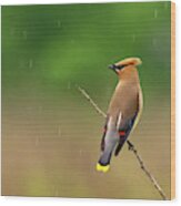 Cedar Waxwing In The Rain Wood Print