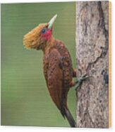 Celeus Castaneus, Chestnut-colored Woodpecker Wood Print