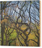 Central Park Twisted Trees Wood Print