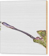 Chameleon Sticking Out Tongue To Catch Wood Print