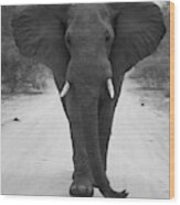 Charging Elephant Wood Print