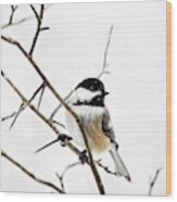 Charming Winter Chickadee Wood Print