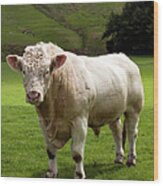 Charolais Bull In Green Fields At Wood Print