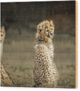 Cheetah Cubs And Rain 0168 Wood Print