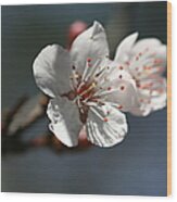 Cherry Blossom Bud Wood Print