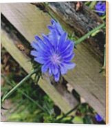 Chickory Flower Growing In A Plank Wood Print