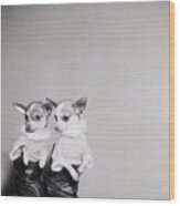 Chihuahuas In Shirts, Boots Wood Print