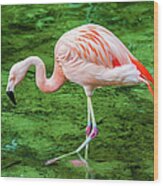 Chilean Flamingo Wading Wood Print