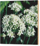 Chinese Chives Wood Print