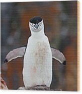 Chinstrap Penguin With A Blood Stained Wood Print