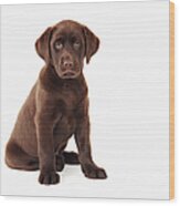 Chocolate Labrador Retriever Puppy Wood Print