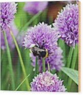 Chorley. Picnic In The Park. Bee In The Chives. Wood Print