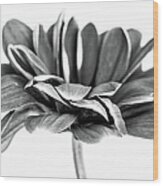 Chrysanth Mono Wood Print
