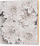 Chrysanthemum No 08 Wood Print