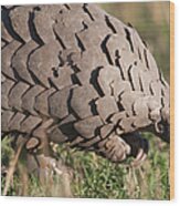 Close-up Of A Pangolin In Its Natural Wood Print