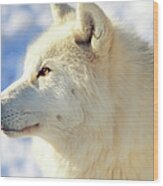 Close Up Of Arctic Wolf Wood Print