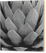 Close-up Of Cactus Wood Print
