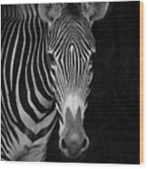 Close-up Of Grevys Zebra Equus Grevyi Wood Print