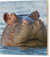 Close Up Of Hippo Hippopotamus Wood Print