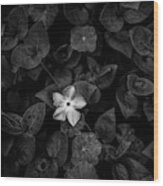 Close-up Of Periwinkle Flowers Wood Print
