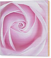 Close Up Of Pink Rose Flower Wood Print