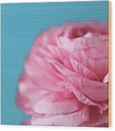 Close Up Of Pink Rose Wood Print