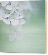 Close Up Of White Hydrangea Wood Print
