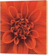 Close Up View Of An Orange Dahlia Wood Print