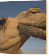 Close View Of Camels Head Wood Print