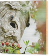 Closeup Photo Of A Bee Entering A Hive Wood Print