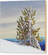 Closeup Winter Windblown Ice Coated Conifer Tree Snowy Hillside Tree Line Colorful Sky Distant Hills Wood Print
